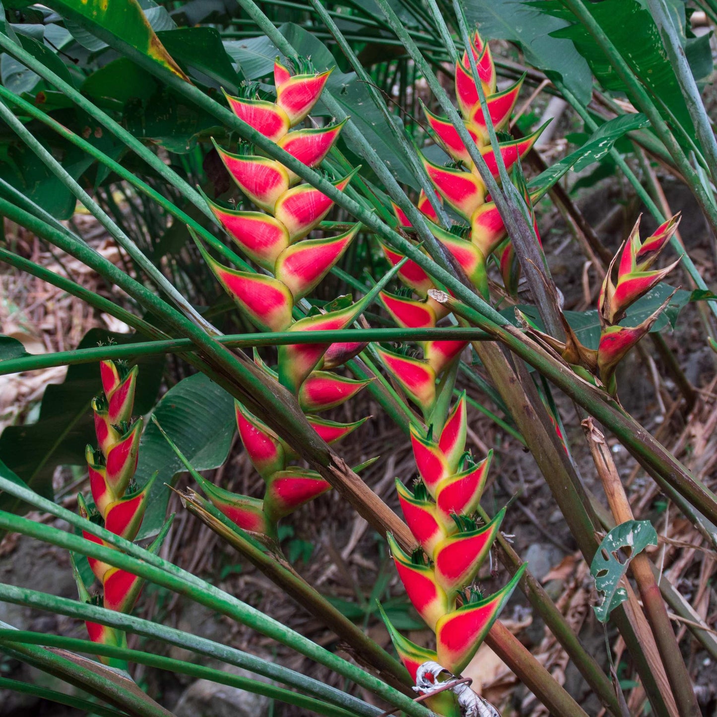 5Pcs Heliconia Wagneriana Ornamental Plant Seeds