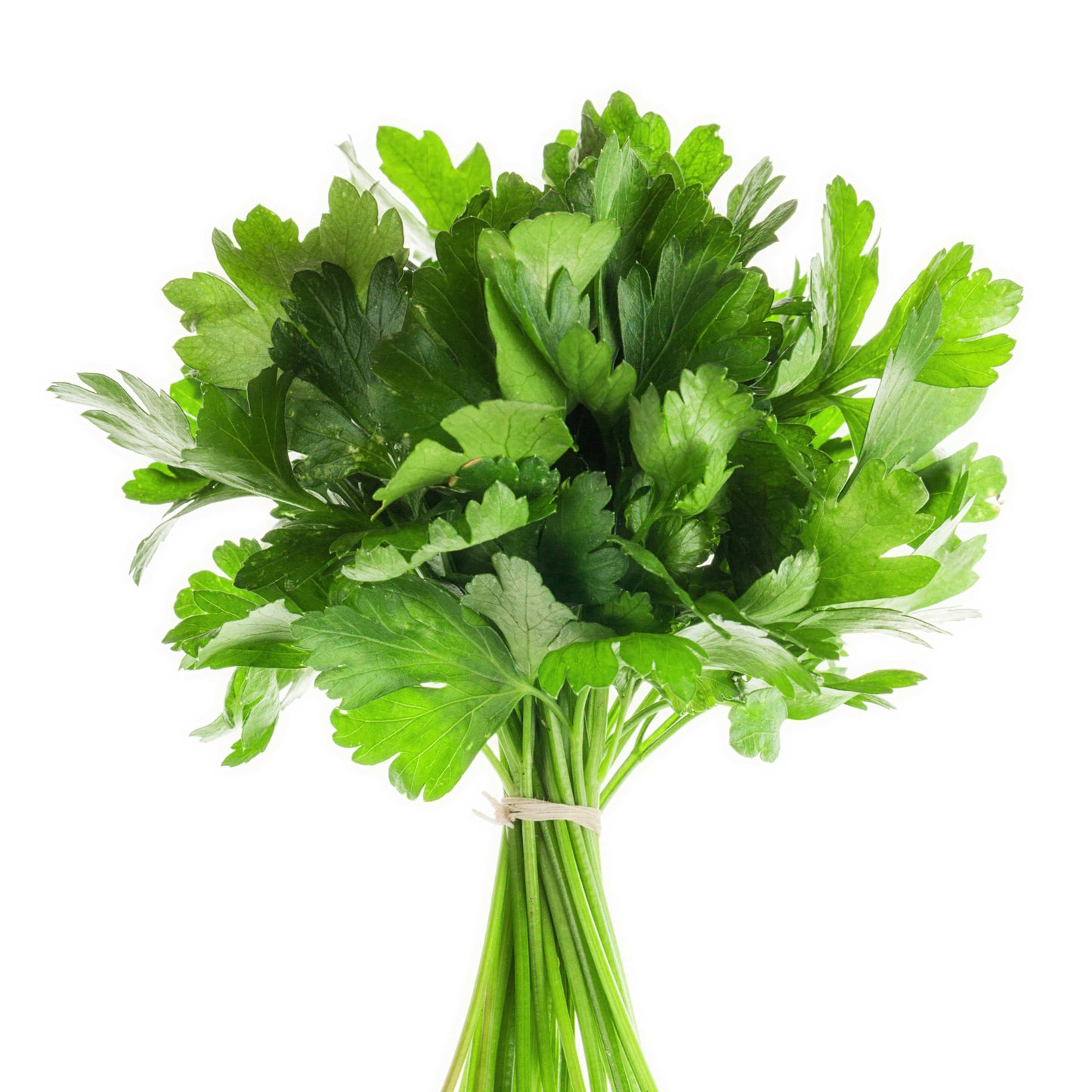 100Pcs Organic Parsley Seeds