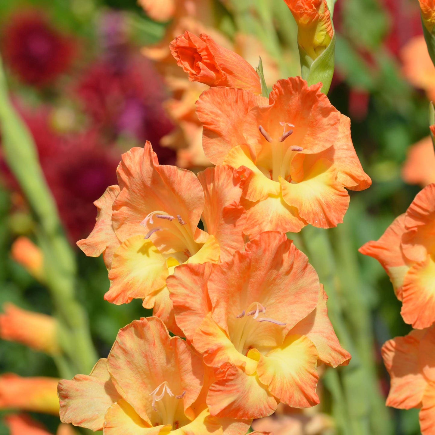 100Pcs Gladiolus Flower Seeds Pack