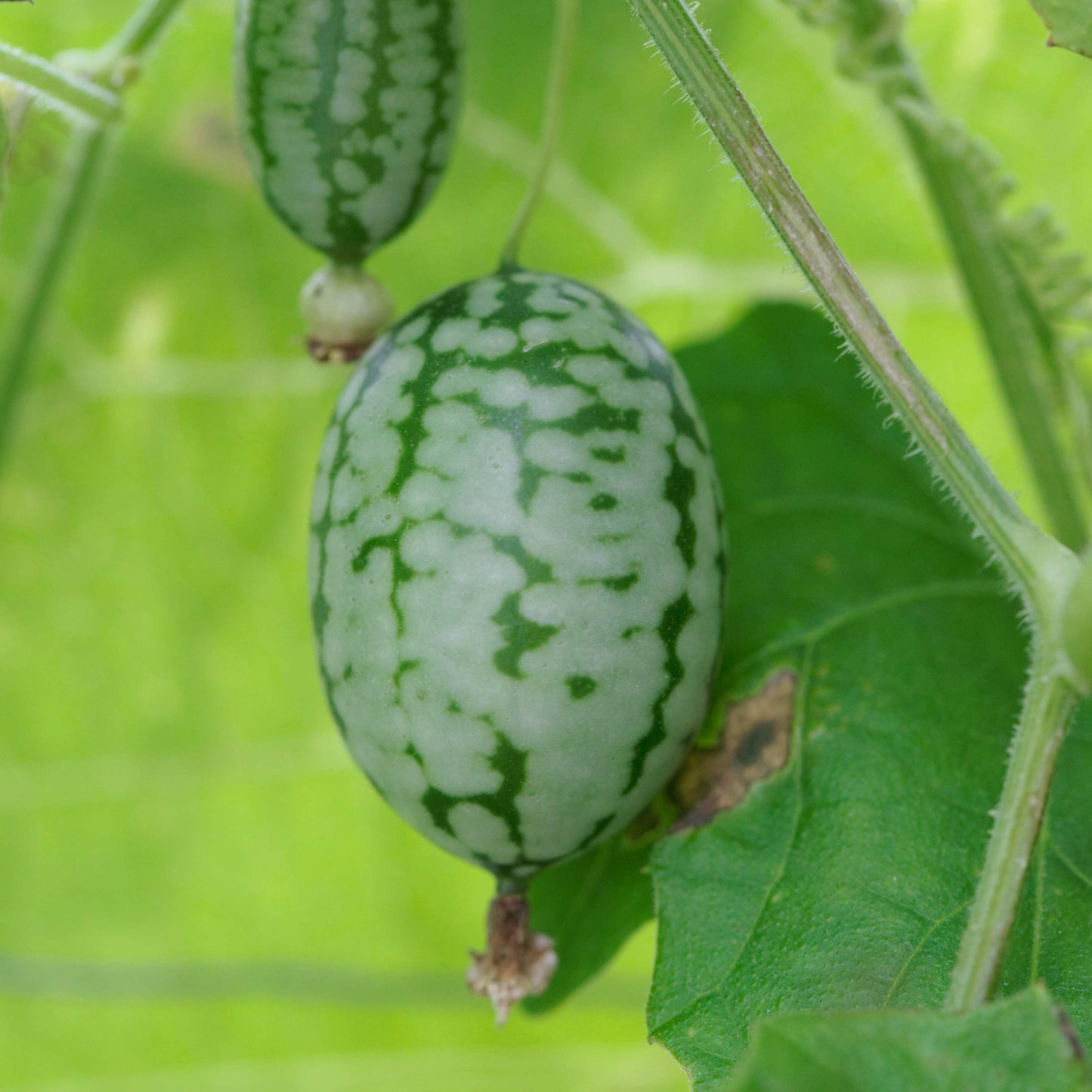 100pcs Mexican Sour Gherkin Mini Cucumber Seeds