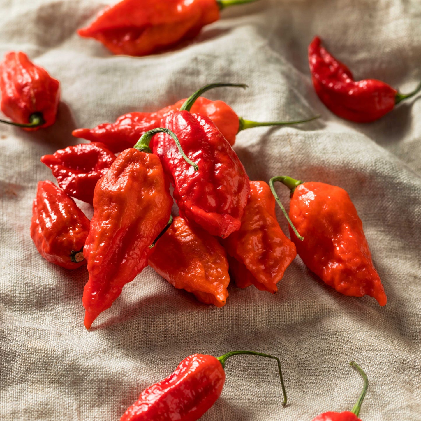 100Pcs Ghost Chili Pepper (Bhut Jolokia) Plant Seeds