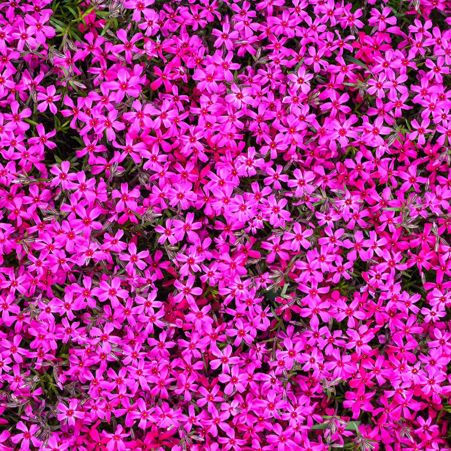 50Pcs Phlox Flower Seeds Pack