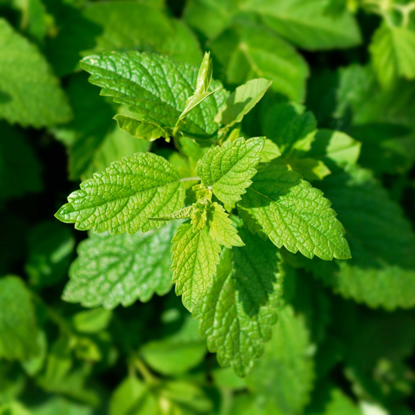 100pcs Lemon Balm Seeds (Melissa officinalis)