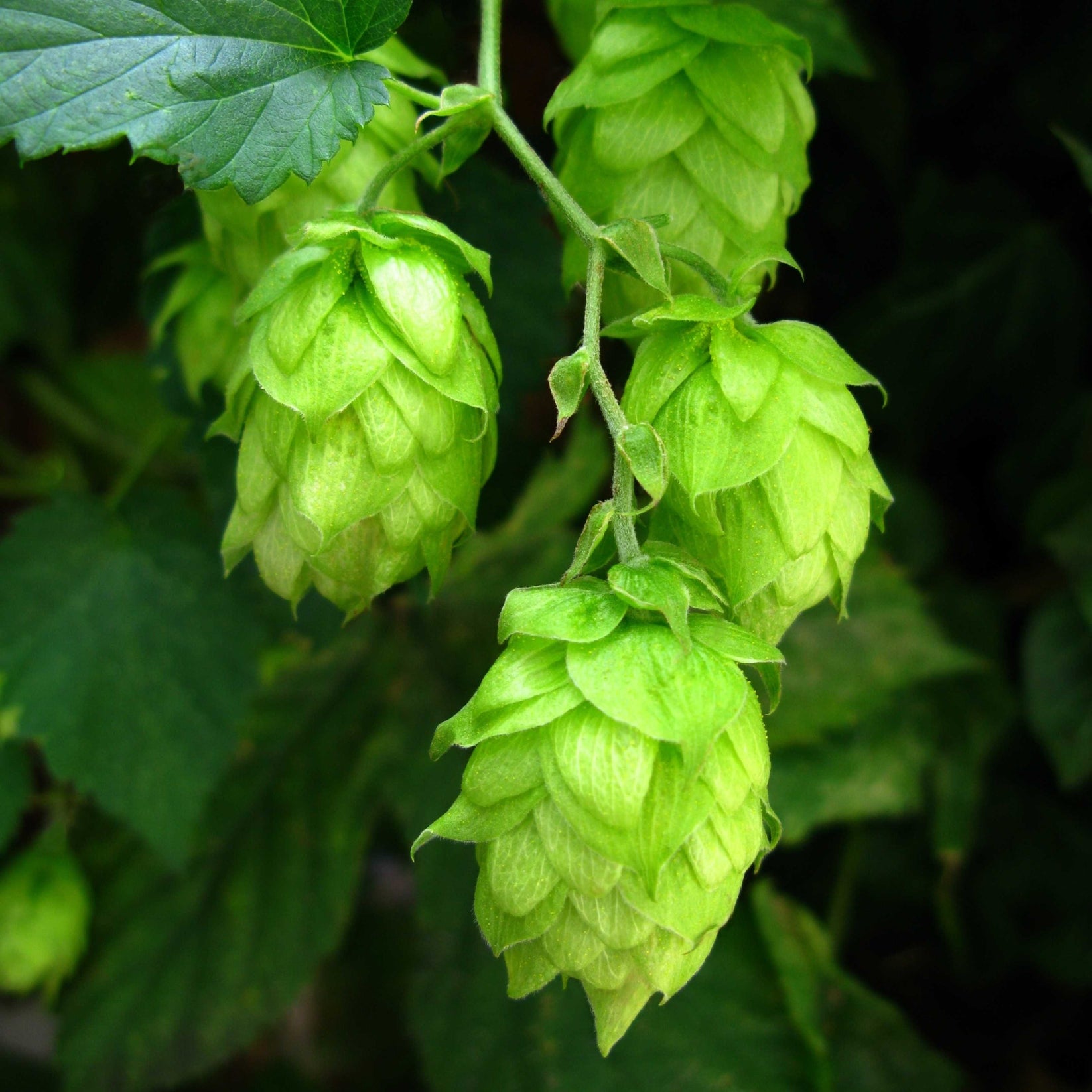 10Pcs Hops (Humulus lupulus) Seeds, Brew Your Own Beer, Easy To Plant ...