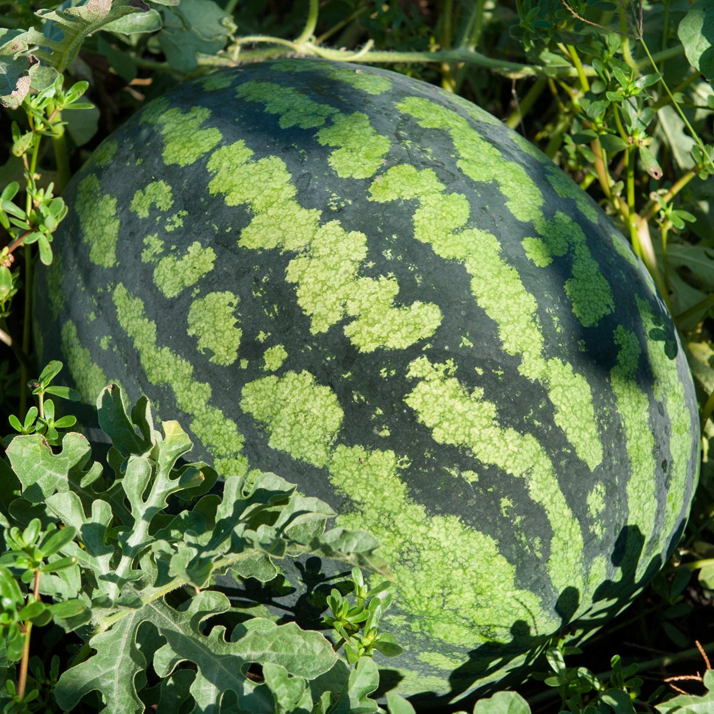 20Pcs King Watermelon Seeds