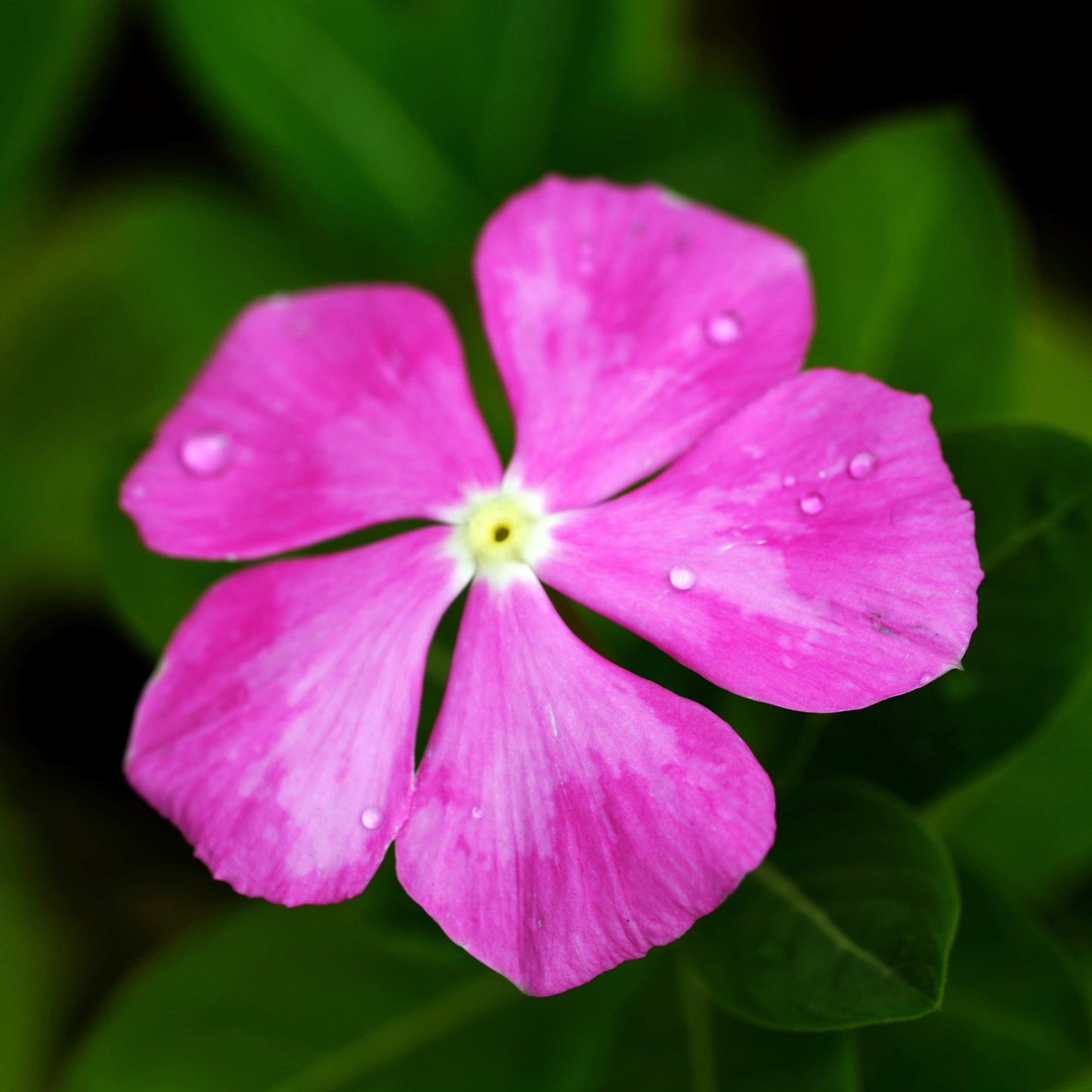 100Pcs Vinca Flower Seeds