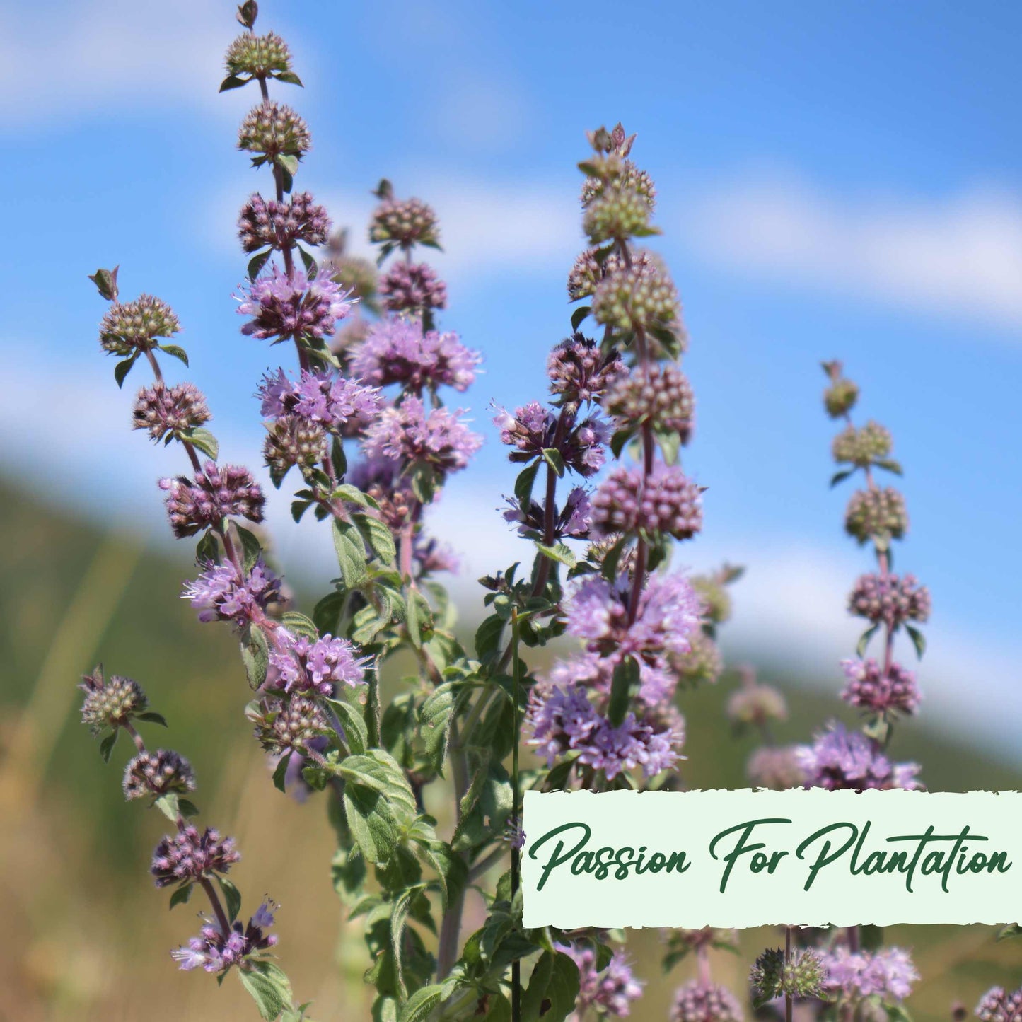 100Pcs Pennyroyal Mint Herb Seeds