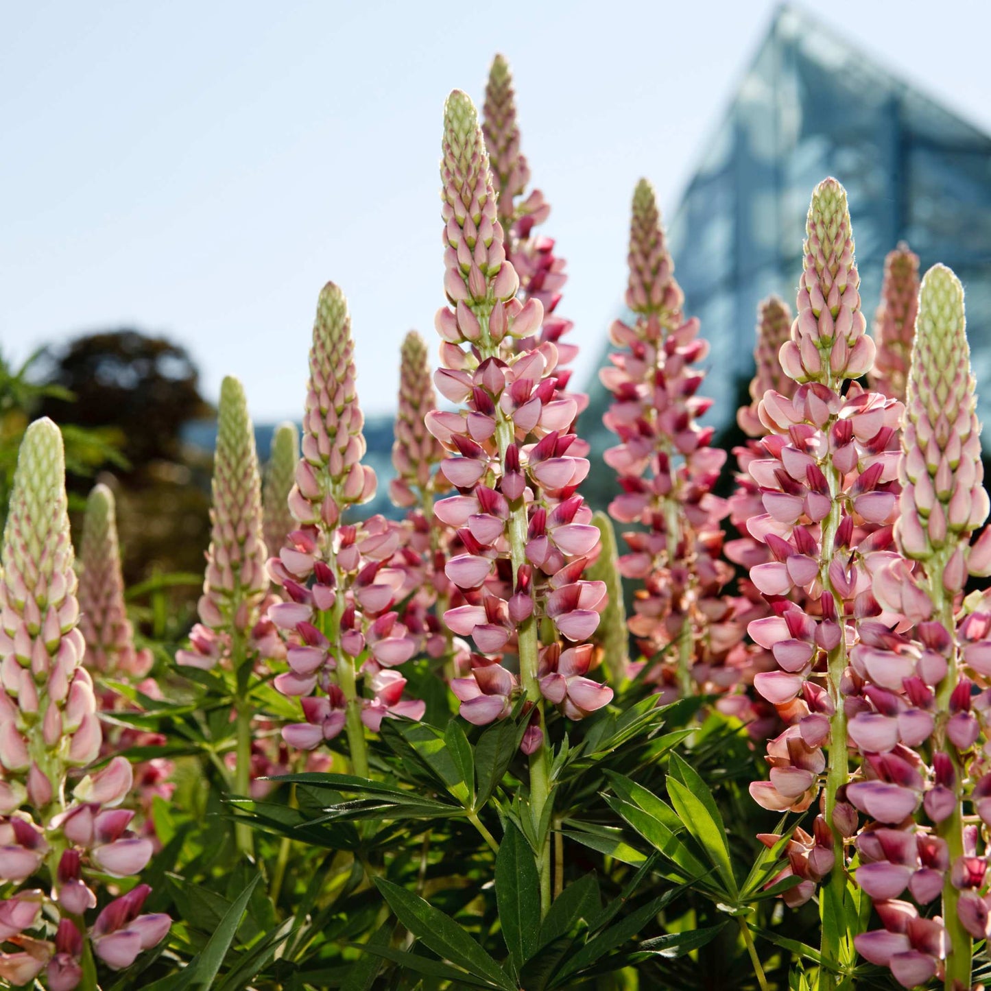100Pcs Lupine Russel Mix Flower Seeds