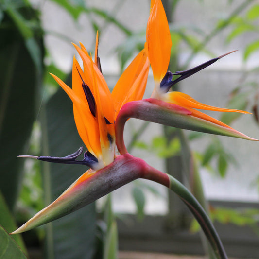Strelitzia Reginae (Birds of Paradise) Flower Seeds