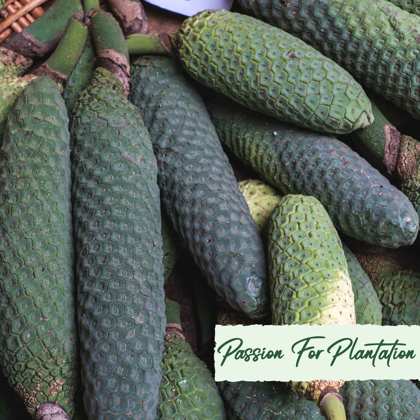 50Pcs Monstera deliciosa Liebm Seeds