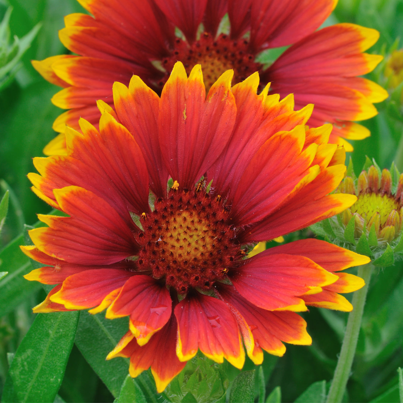 Gaillardia Flower Seeds – Passion For Plantation