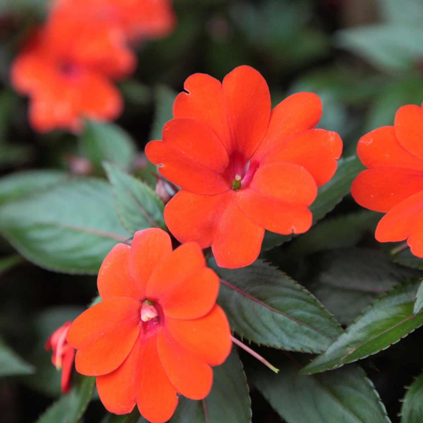 100Pcs Impatiens Flower Seeds Pack