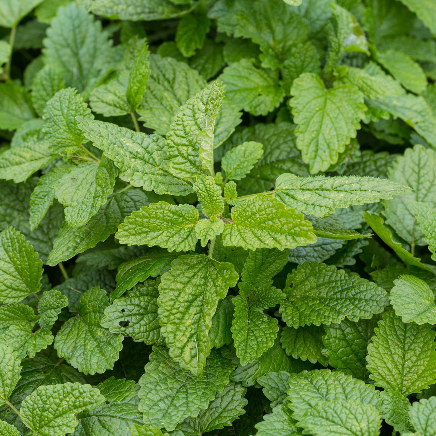 100pcs Lemon Balm Seeds (Melissa officinalis)
