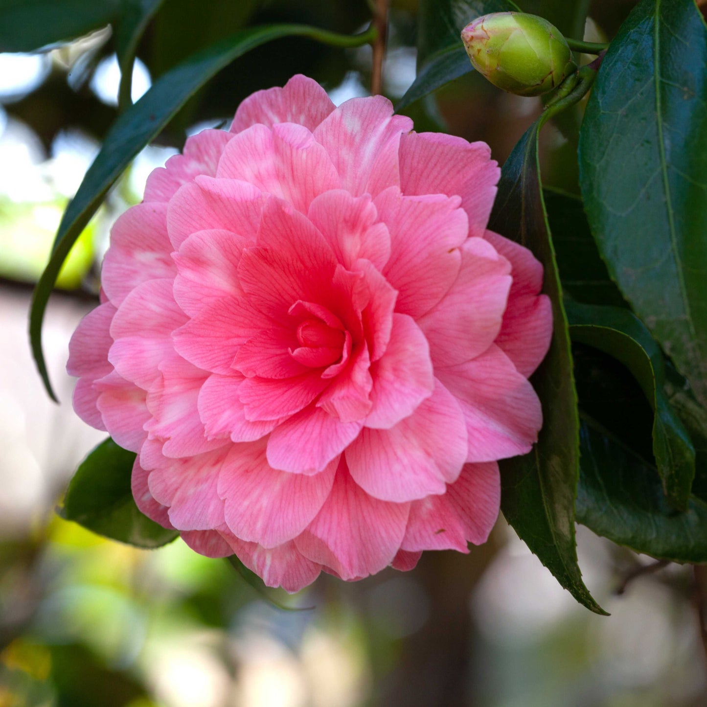 10Pcs Camellia Flower Seeds