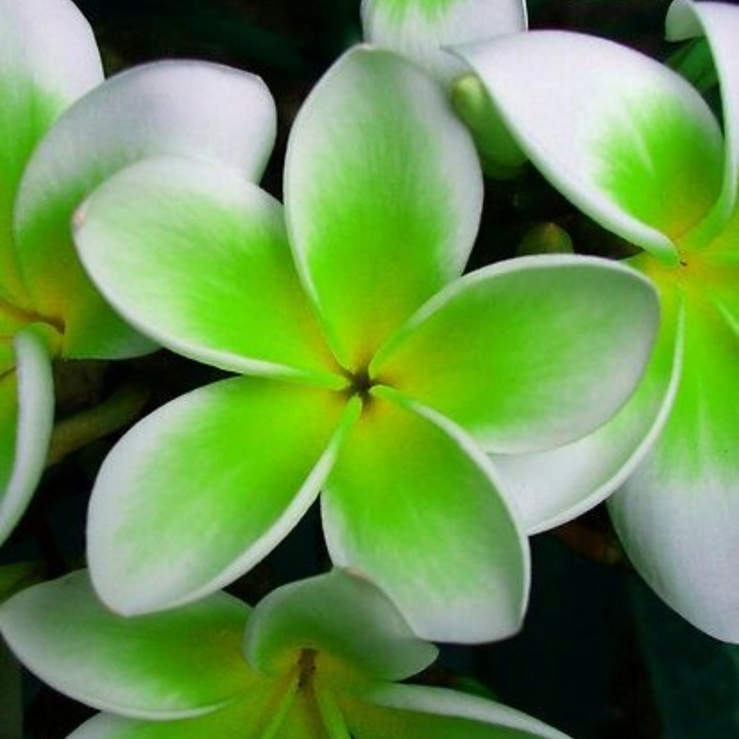50 Plumeria Rubra Frangipani Seeds (Multi-Color)