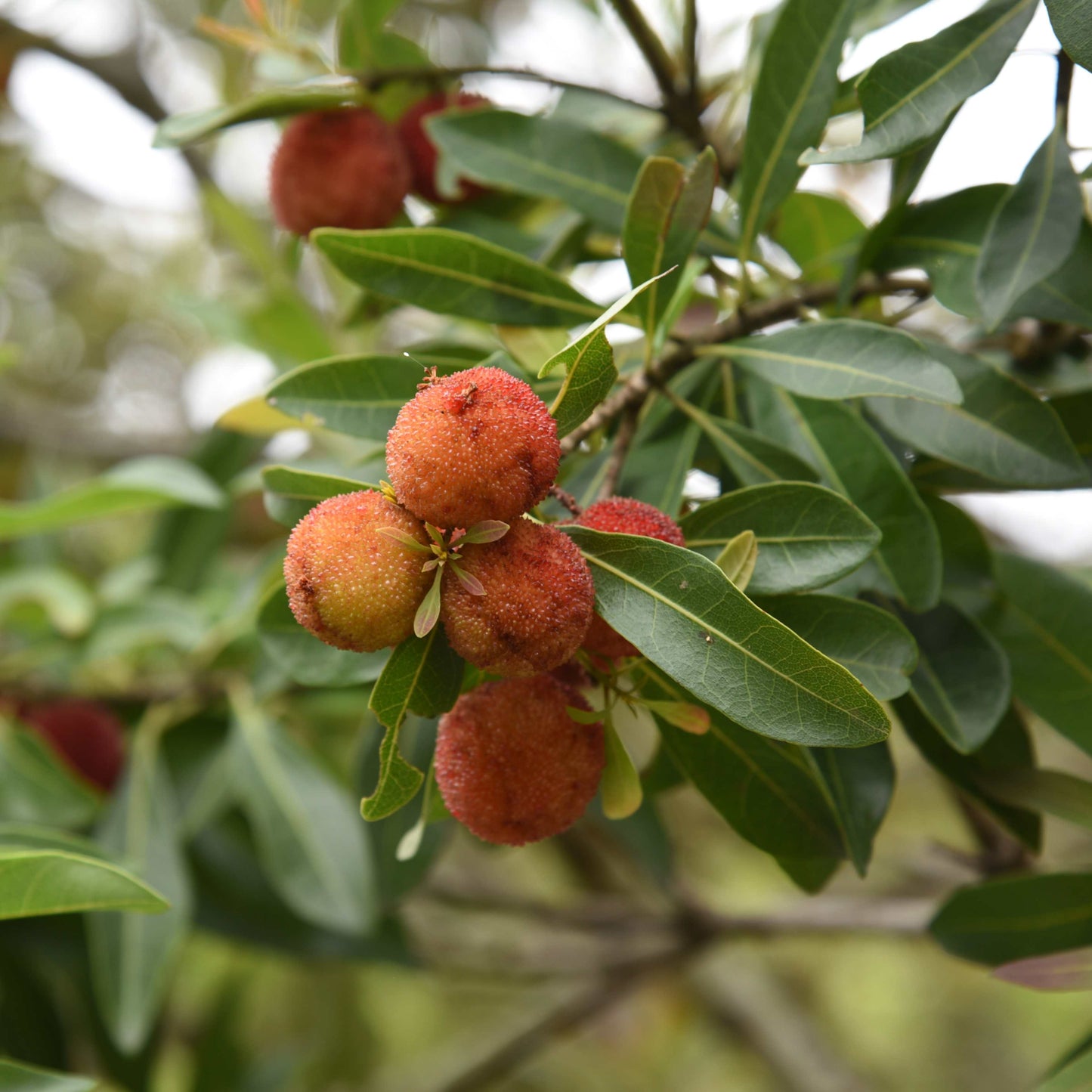 5Pcs Yangmei (Bayberry) Plant Seeds