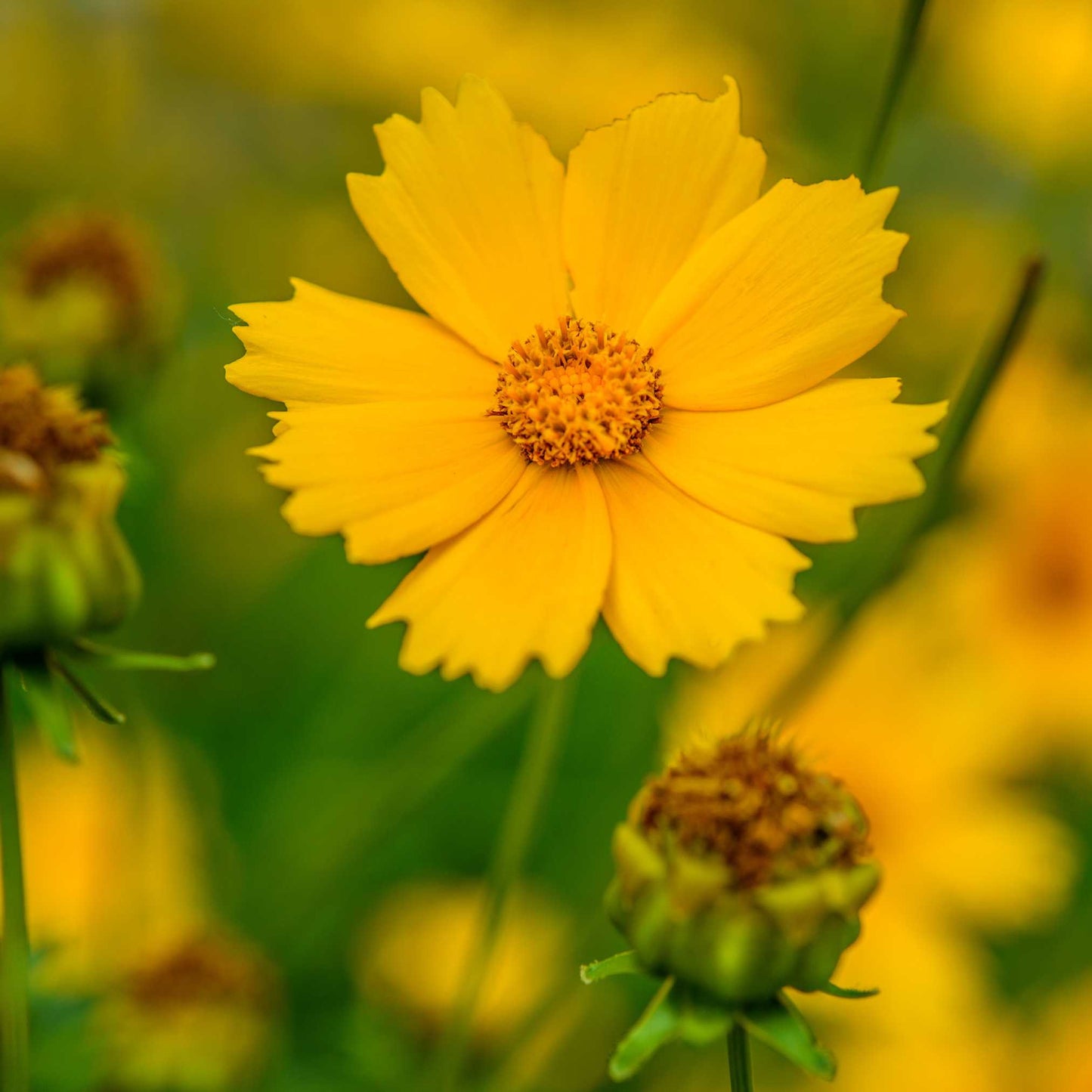 20Pcs Coreopsis Flower Seeds