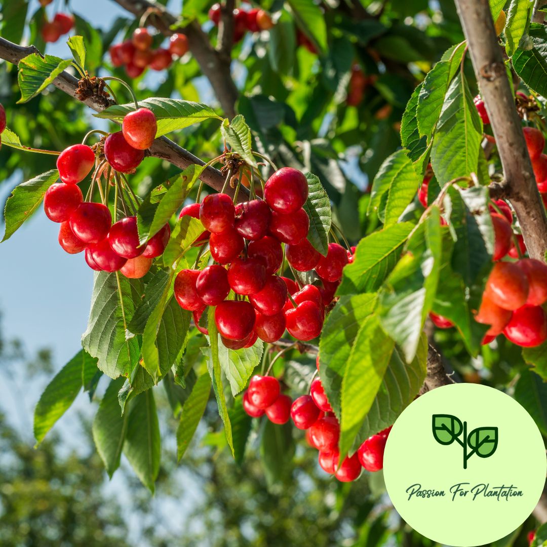 5Pcs Sweet Cherry Fruit Tree Seeds