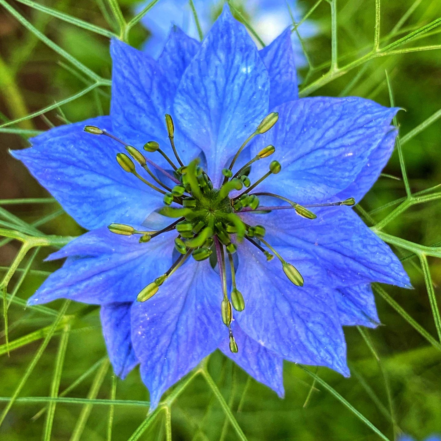 30Pcs Love in a Mist Flower Seeds