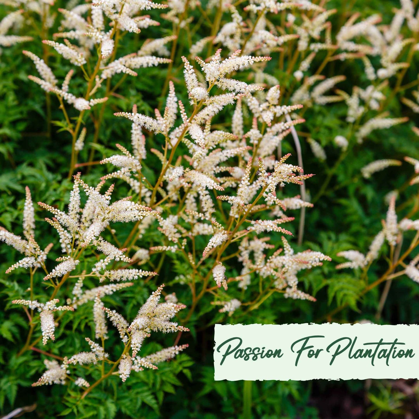 Aruncus Noble Spirits Seeds (Aethusifolius Noble Spirits)