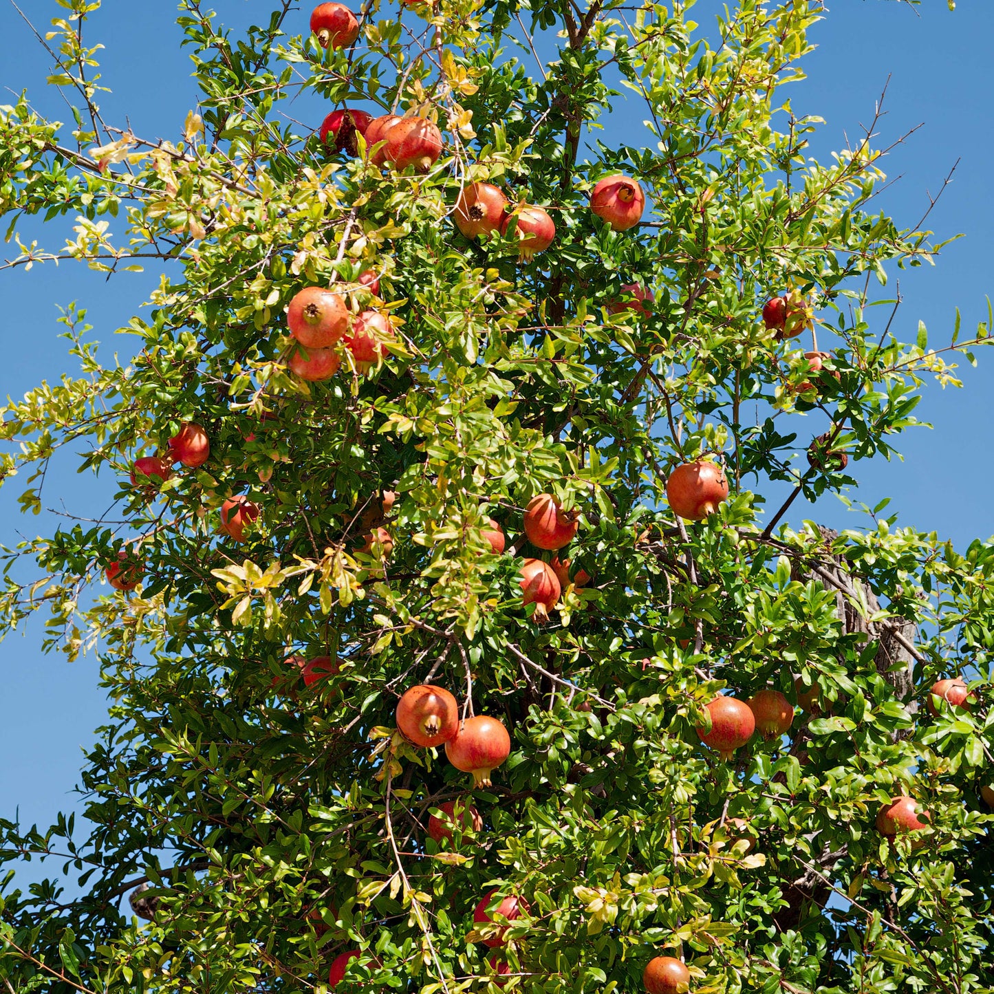 20Pcs Red Jewel Pomegranate Tree Seeds