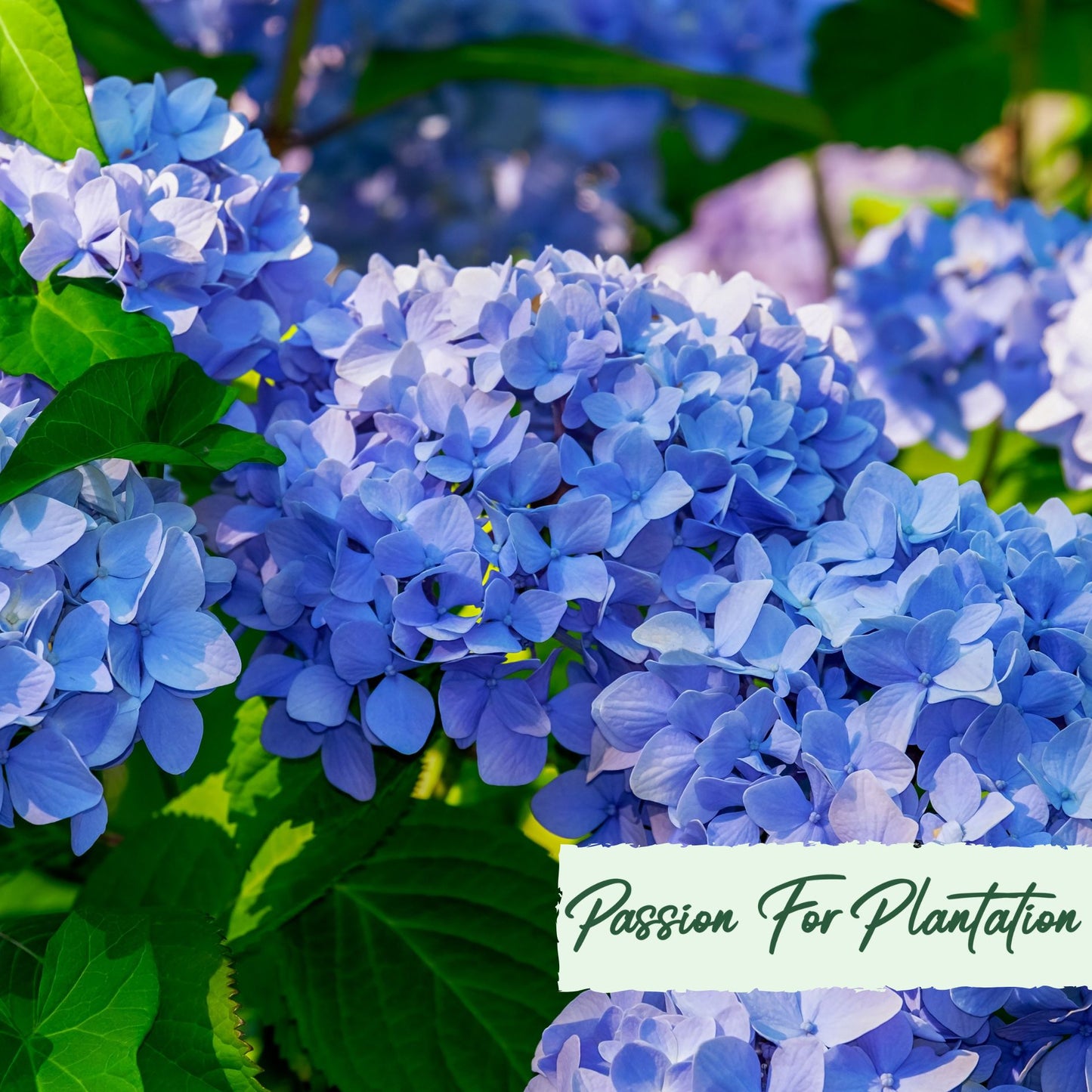 50Pc Emperor Hydrangea Flower Seeds Pack