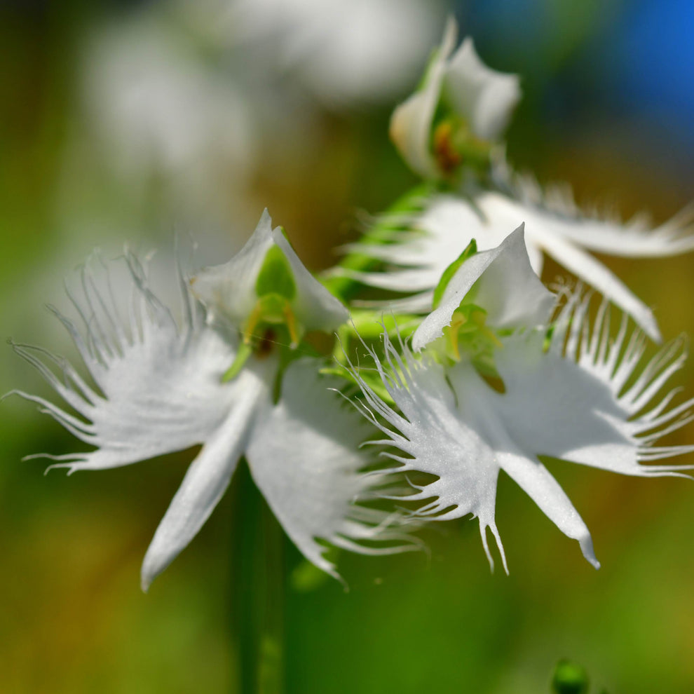 100Pcs Japanese Radiata White Egret Orchid Plant Seeds – Passion For ...