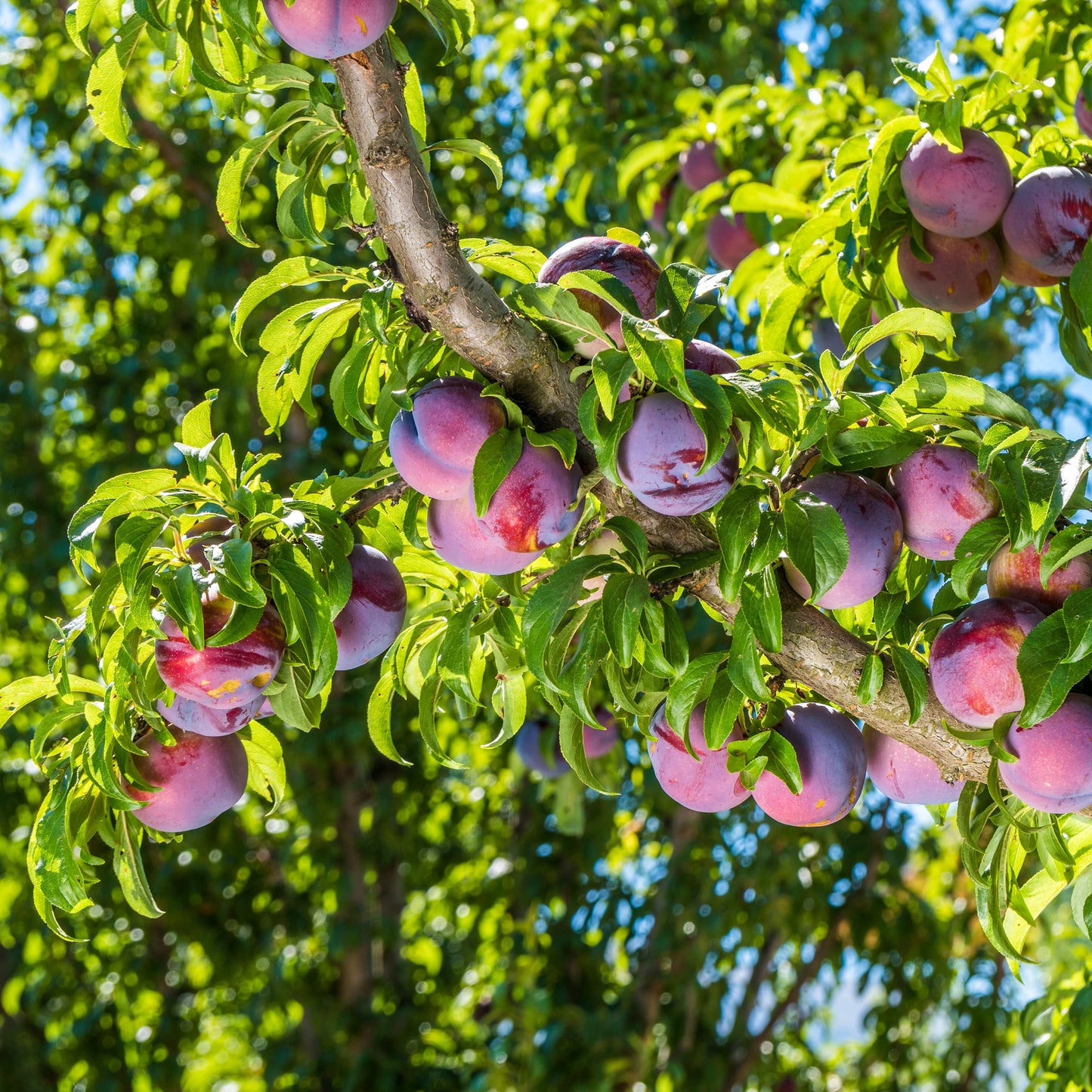10Pcs Plum Tree Seeds, Fruit Tree, Easy To Grow