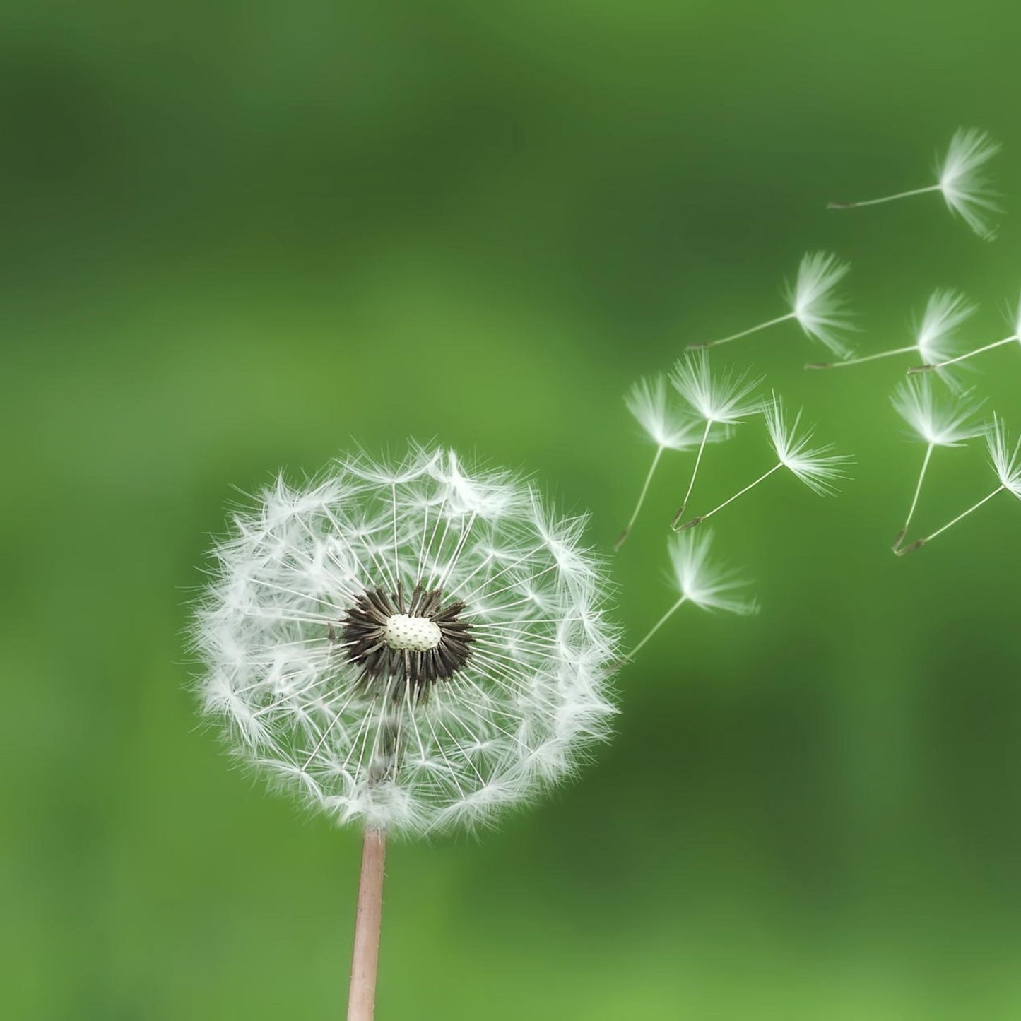 Dandelion (Taraxacum) Plant Seeds