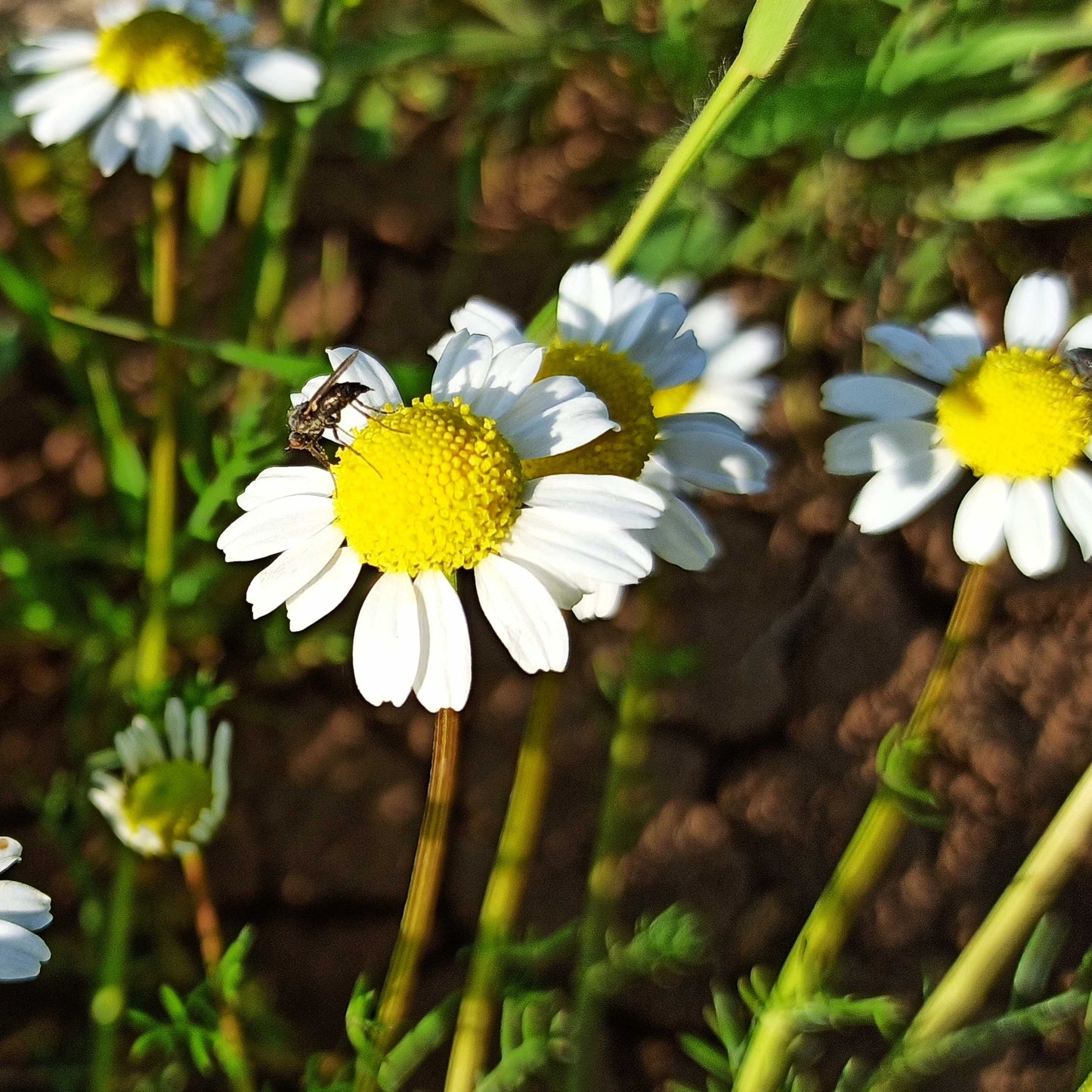 100Pcs German Chamomile Seeds