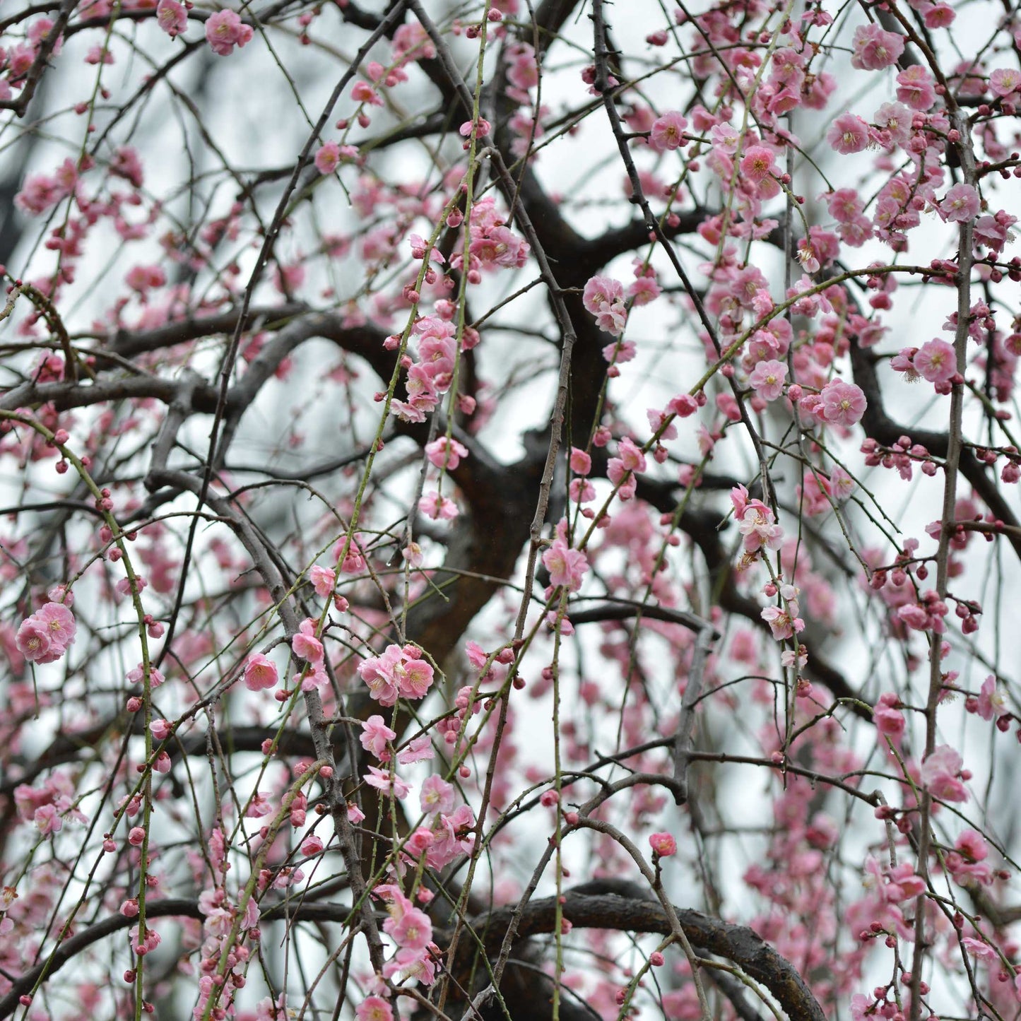 20Pcs Japanese Plum Blossom / Ume Flower Seeds
