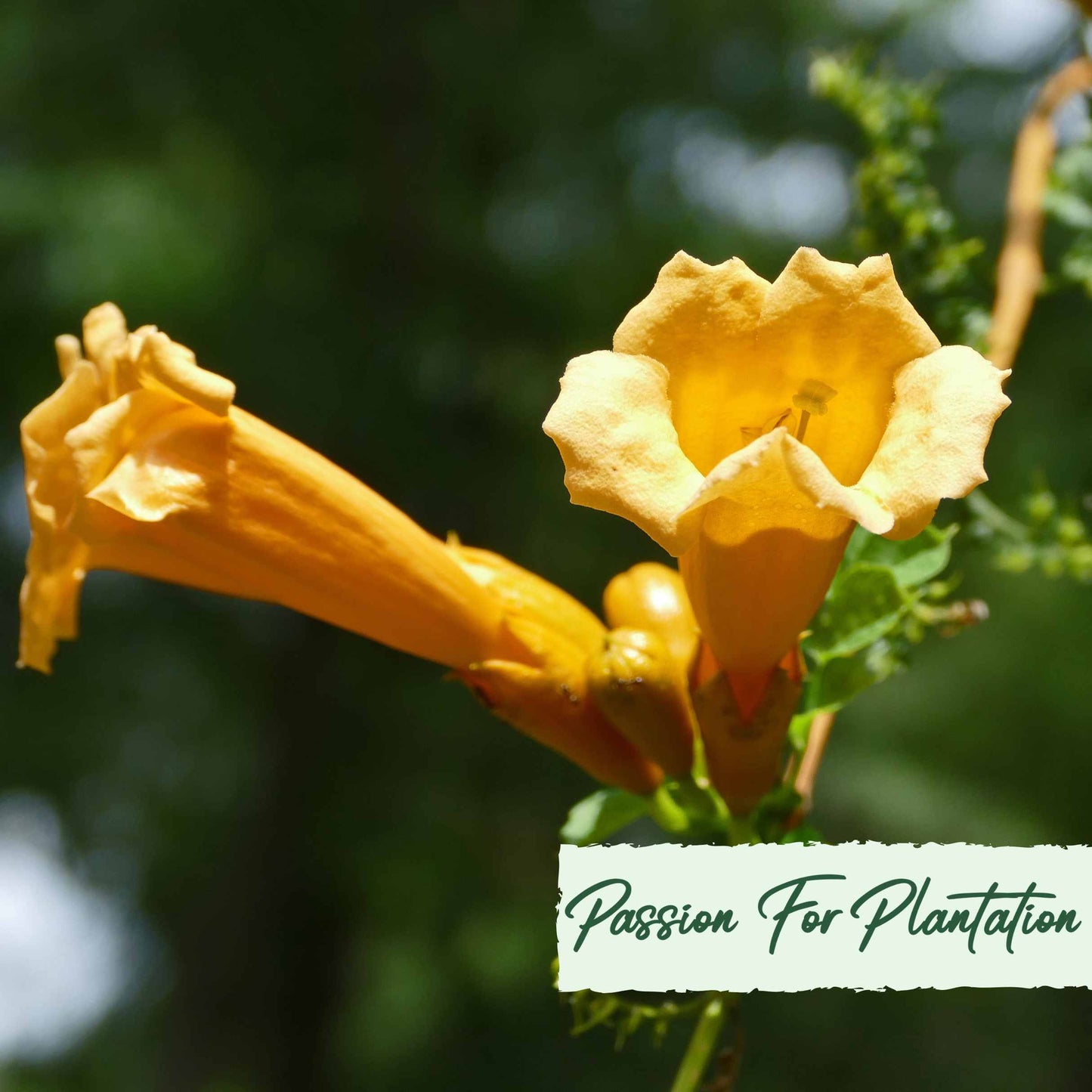 50Pcs Trumpet Vine (Campsis radicans) Seeds