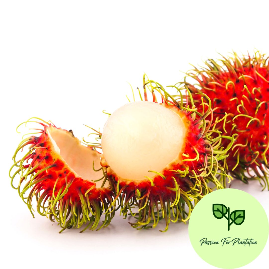 5Pcs Exotic Rambutan Fruit Seeds