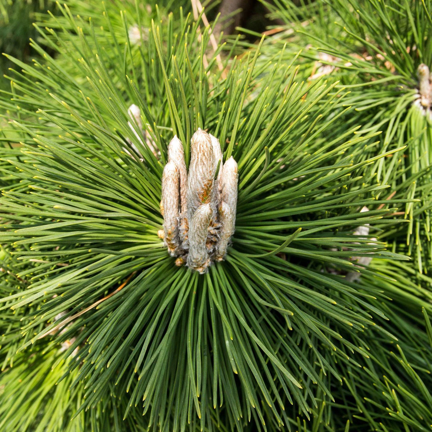 20Pcs Japanese Black Pine Seeds (For Bonsai)