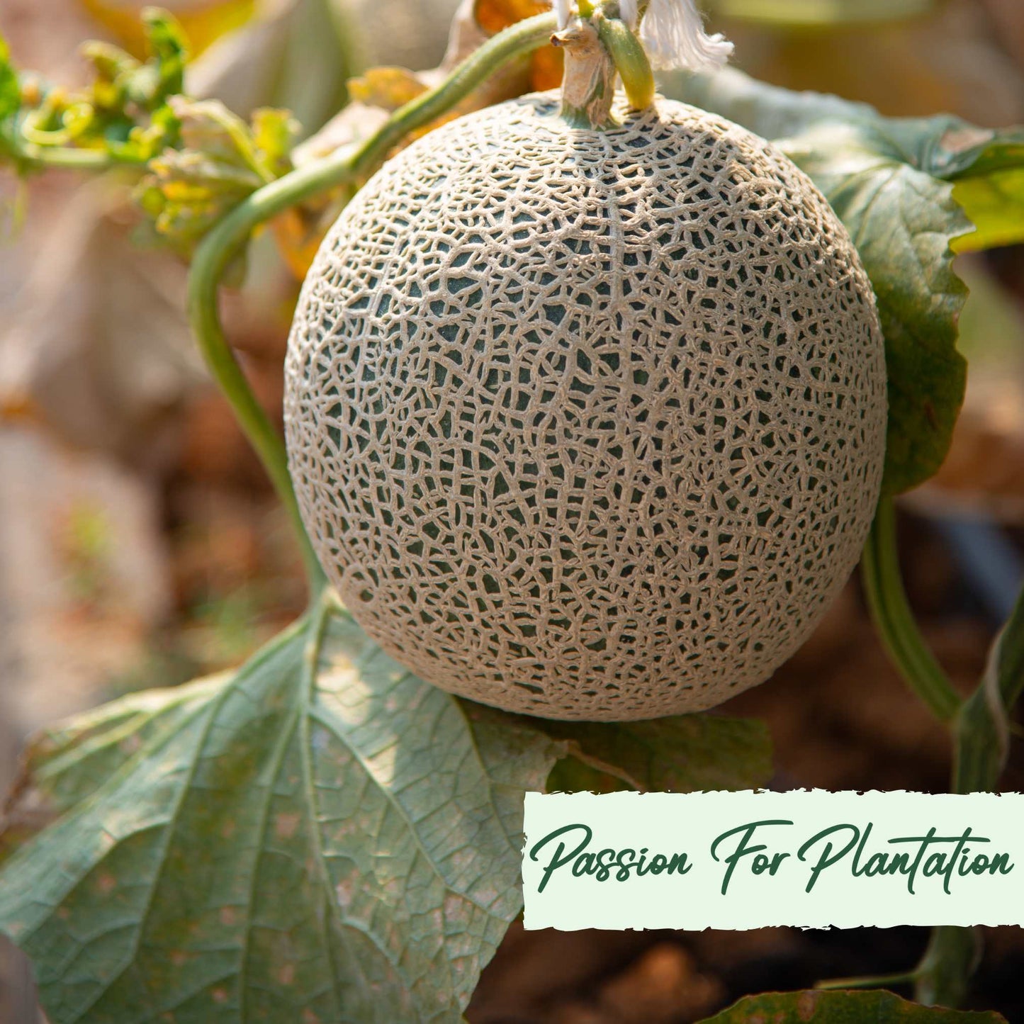 20Pcs Yubari Phoenix Emperor Melon Fruit Seeds