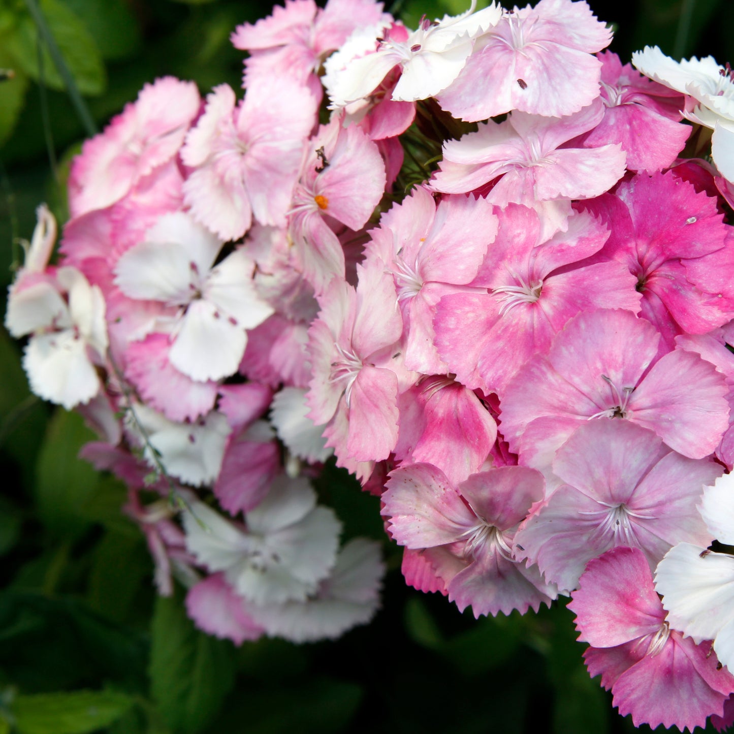 100Pcs Mixed Multicolor Sweet William Flower Seeds