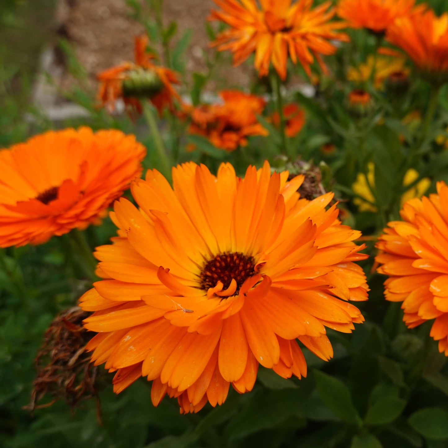 100Pcs Organic Calendula Flower Seeds Pack
