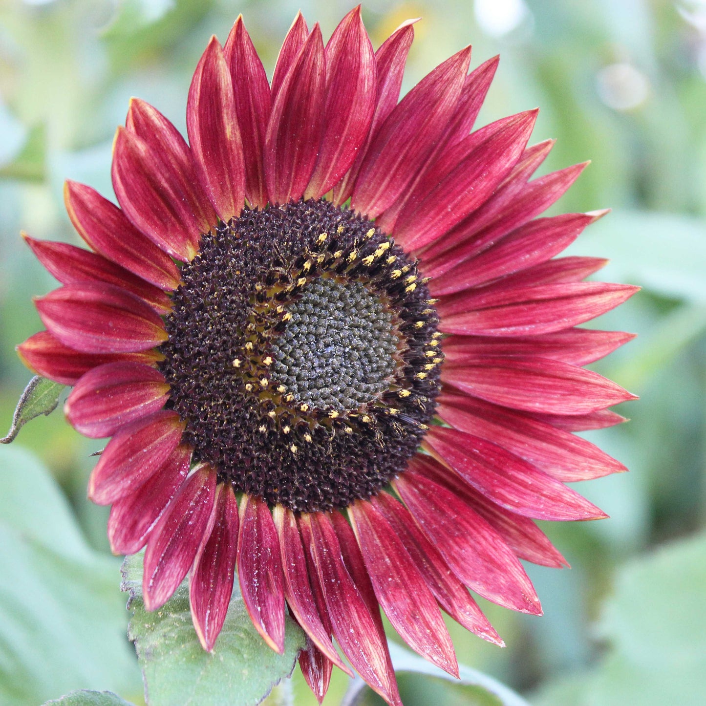 20Pcs Red Sunflower Seeds