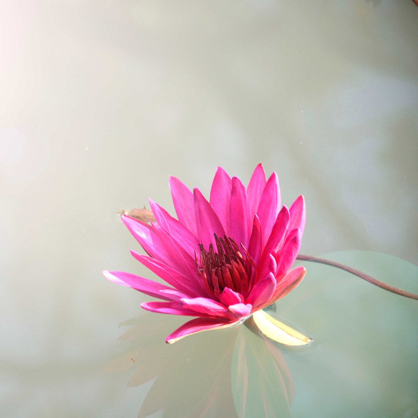 5 PINK LOTUS Flower Seeds