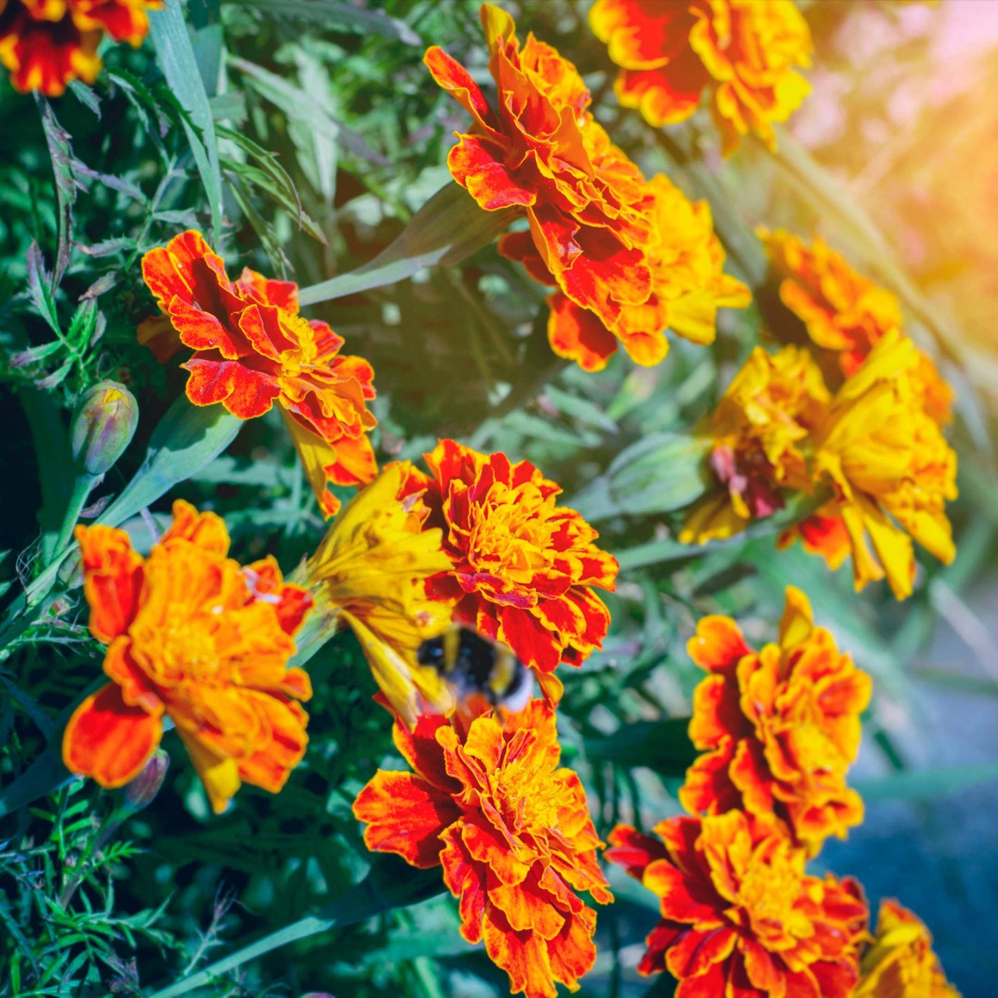 100Pcs French Marigold Flower Seeds Pack