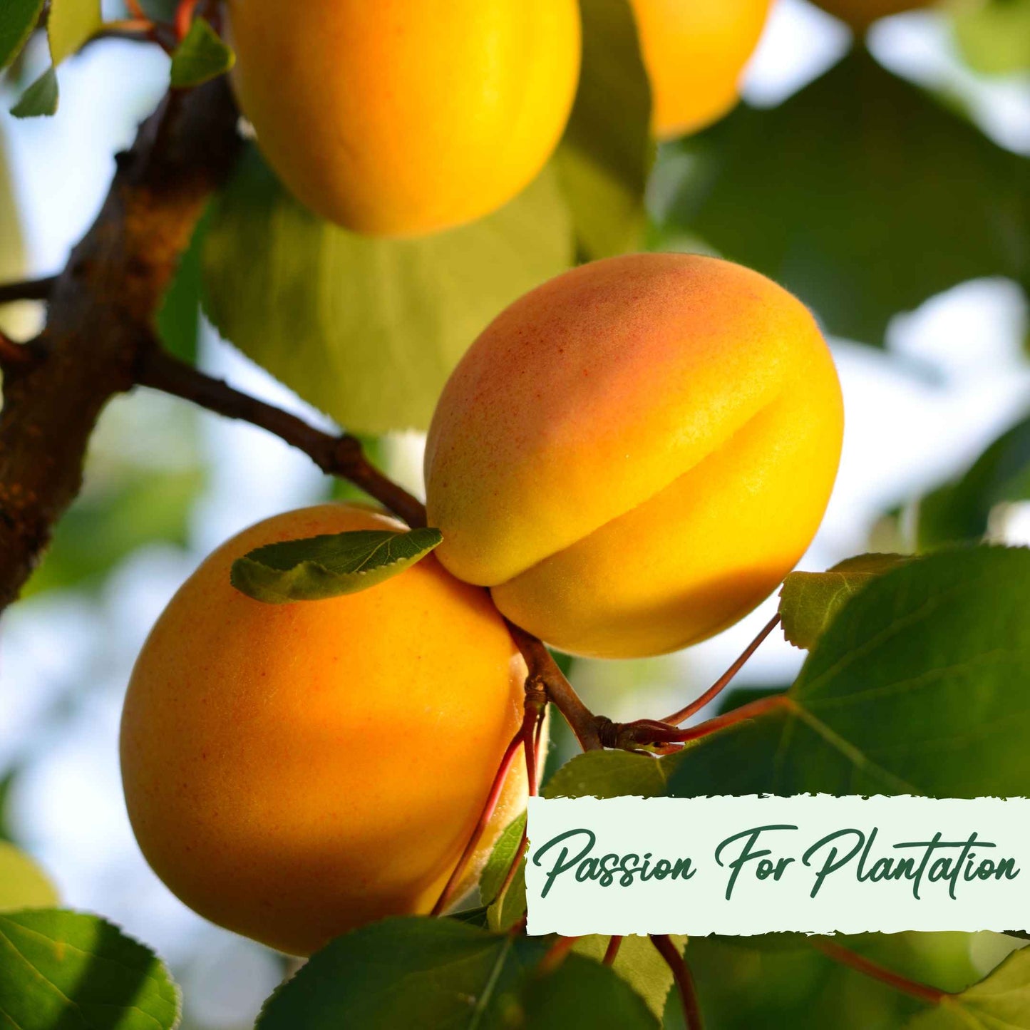 5Pcs Apricot Tree Seeds