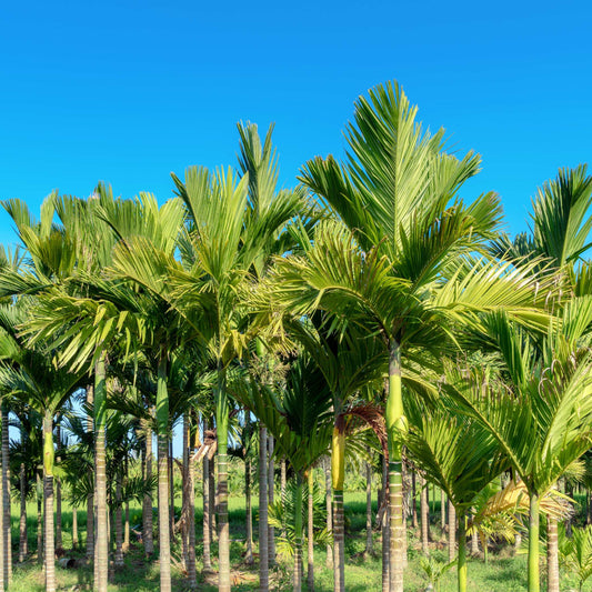 20Pcs Areca Palm Tree Seeds