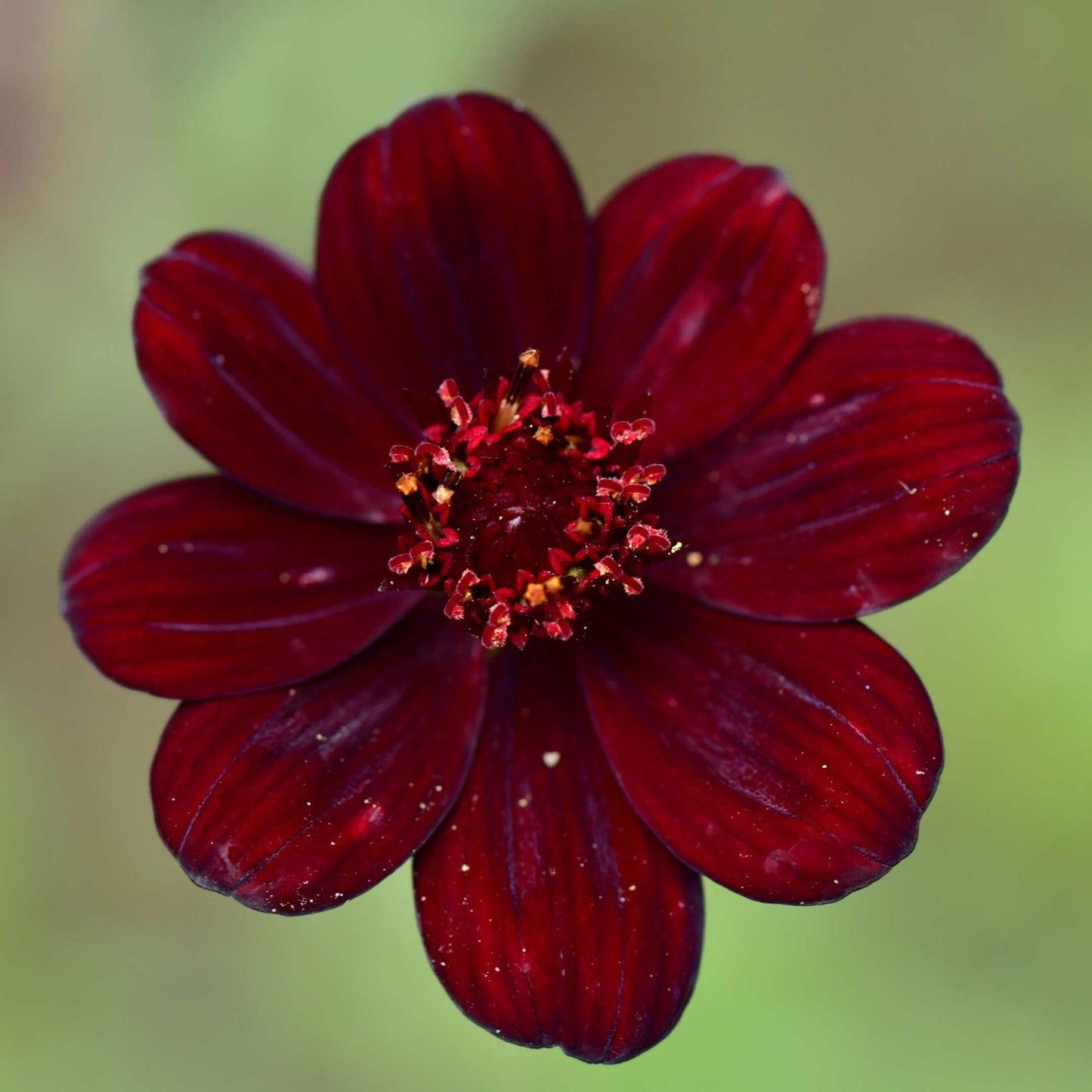 100Pcs Chocolate Cosmos Flower (Atrosanguineus) Seeds