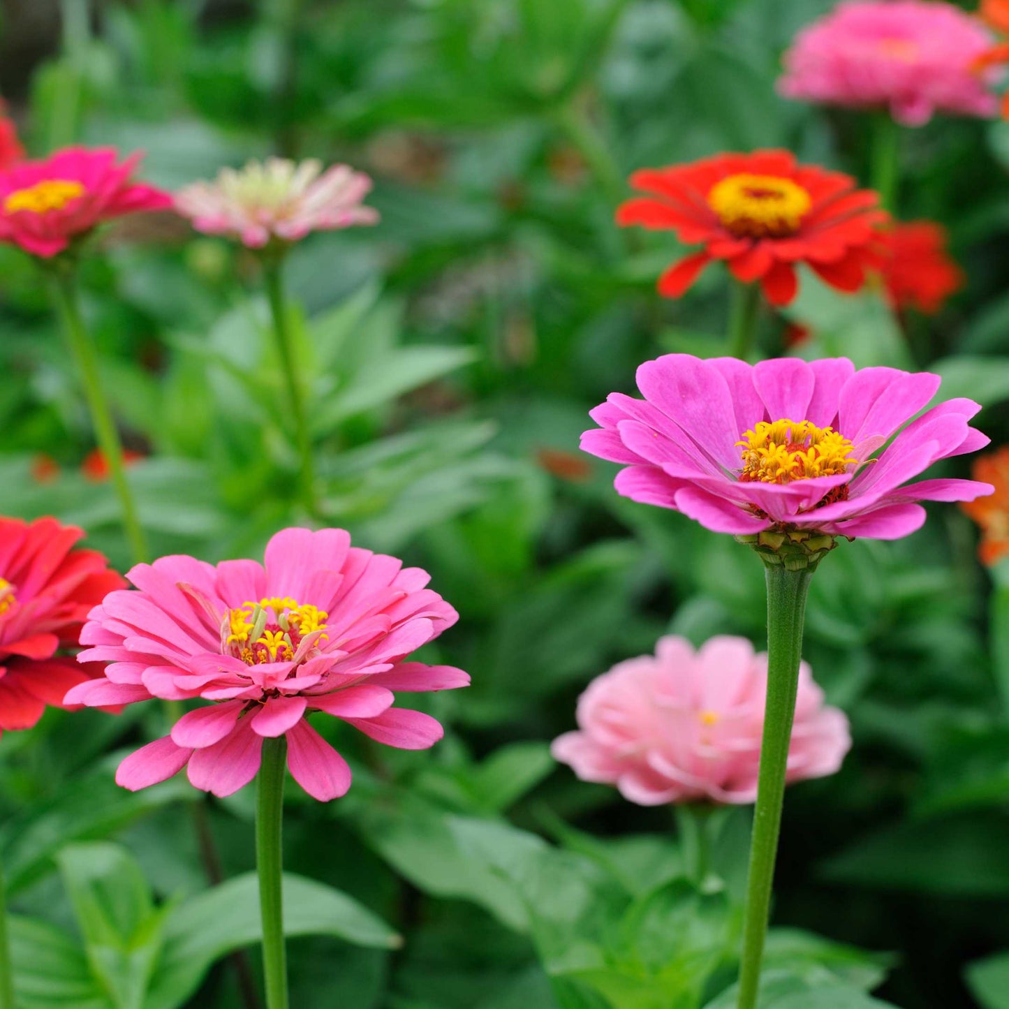 100Pcs Zinnia Flower Seeds Pack