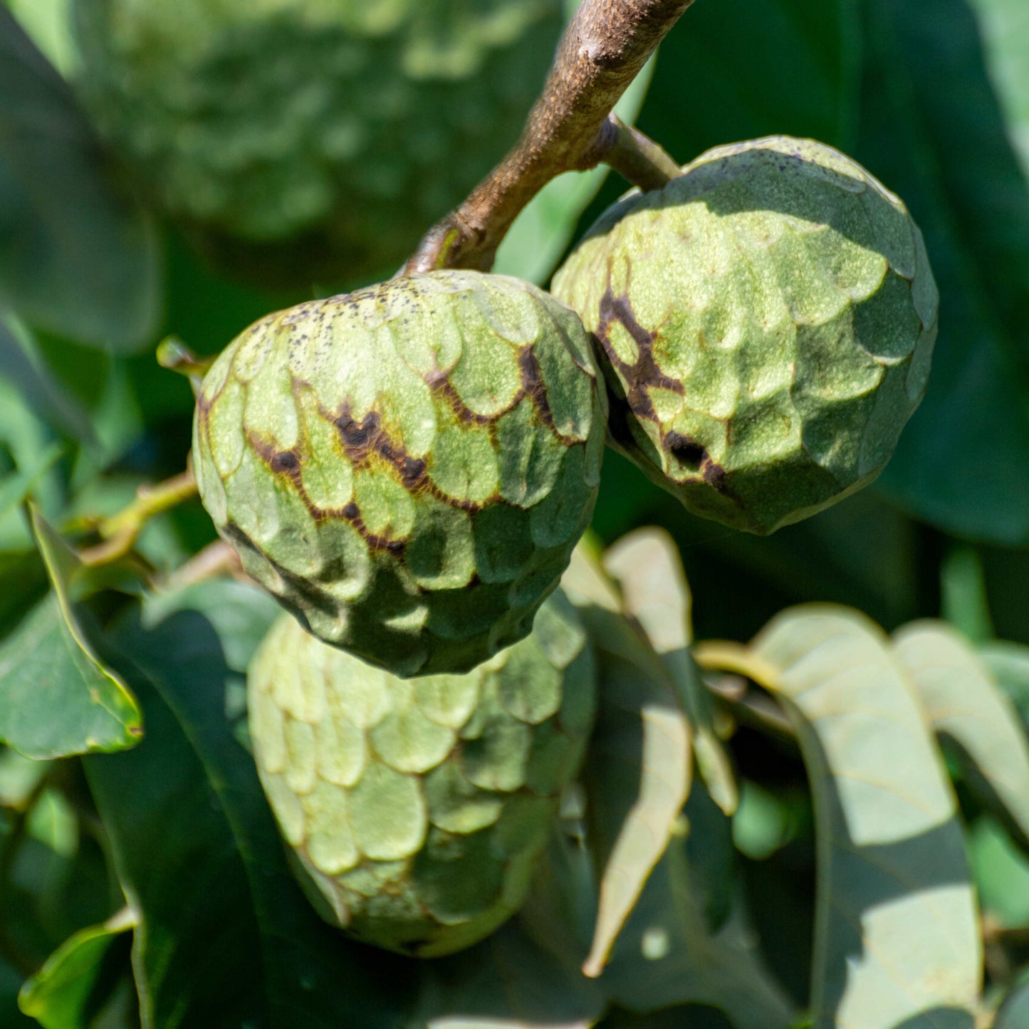 50Pcs Cherimoya Plant Seeds