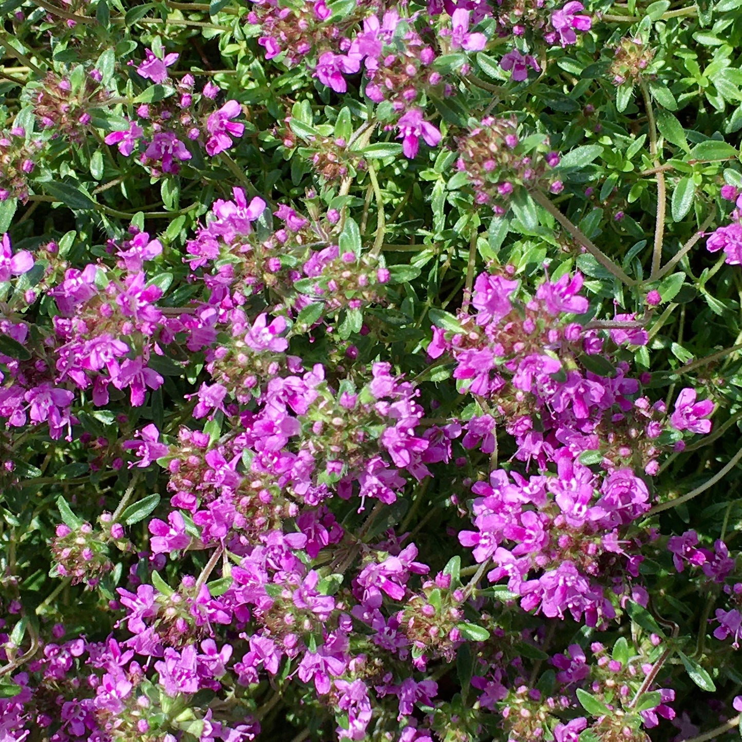 BULK 1,200 Creeping Thyme Magic Carpet Seeds (Thymus Serpyllum) Seeds