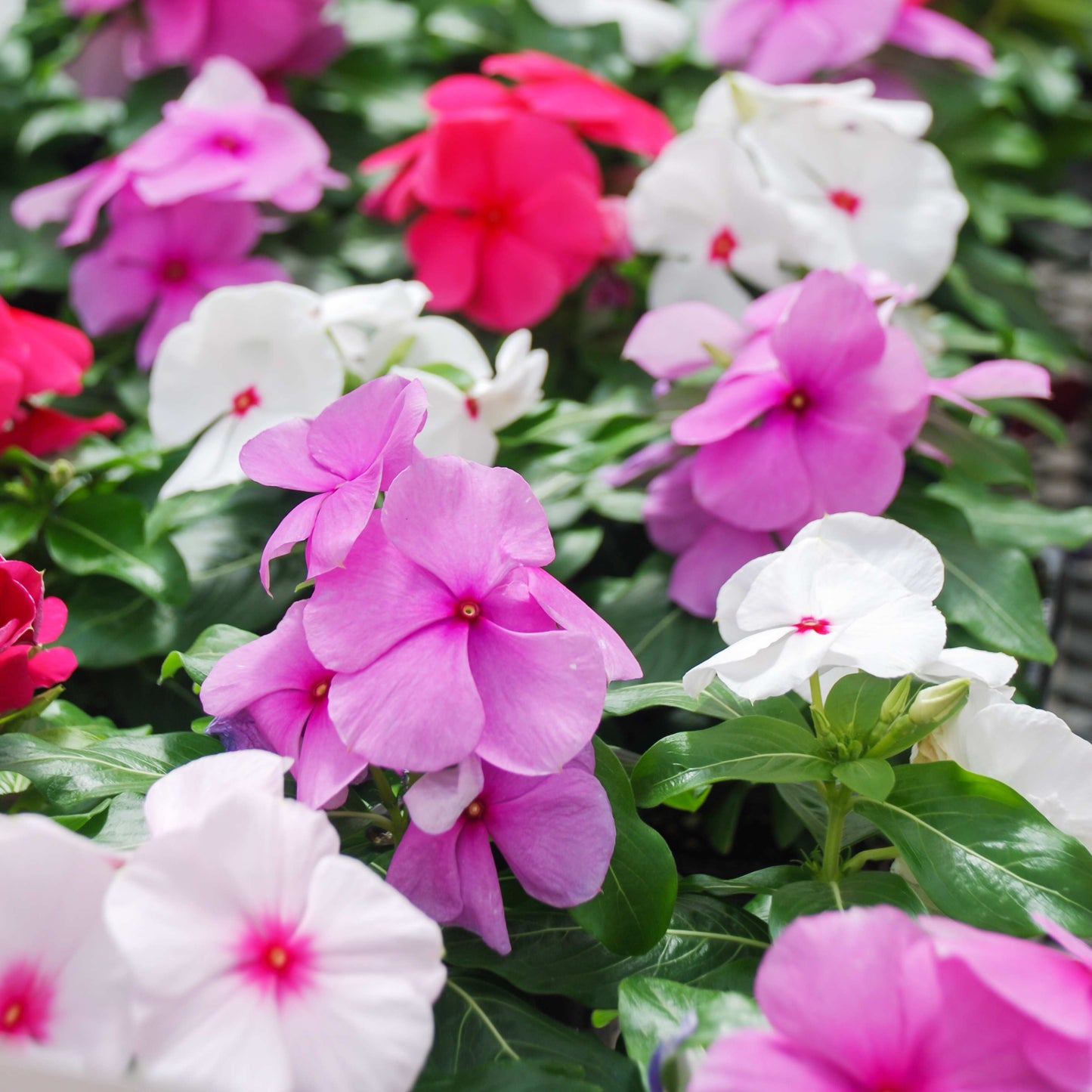 100Pcs Vinca Flower Seeds