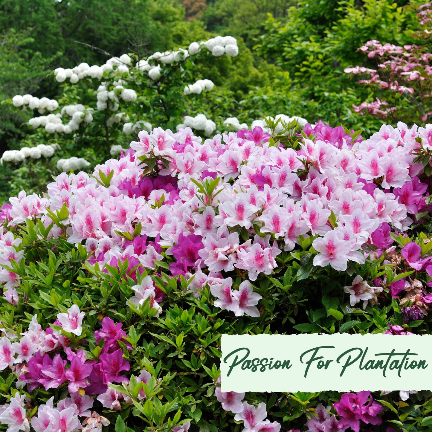 50Pcs Azalea (Rhododendron) Seeds