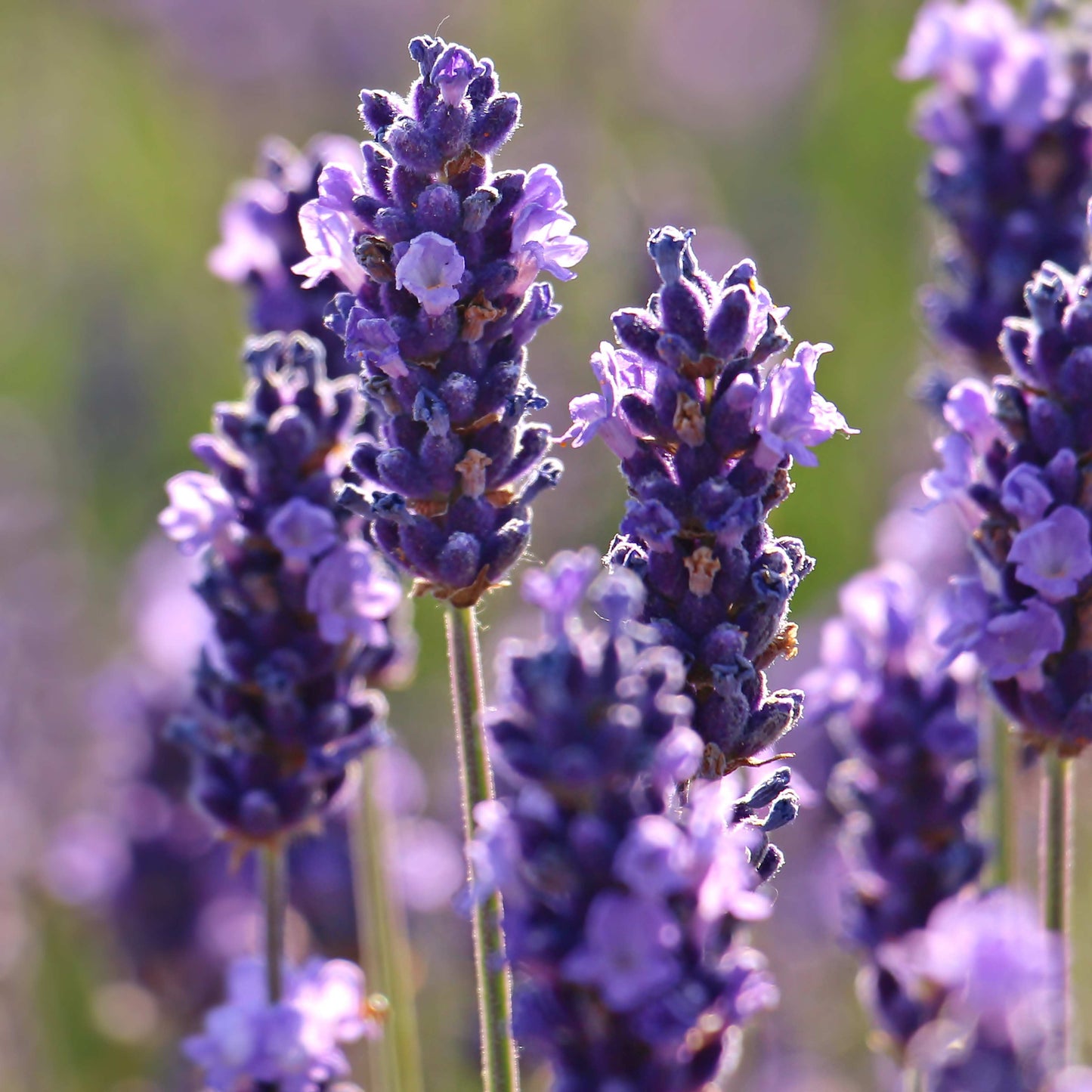 200Pcs Organic Empress Lavender Herb Flower Seeds