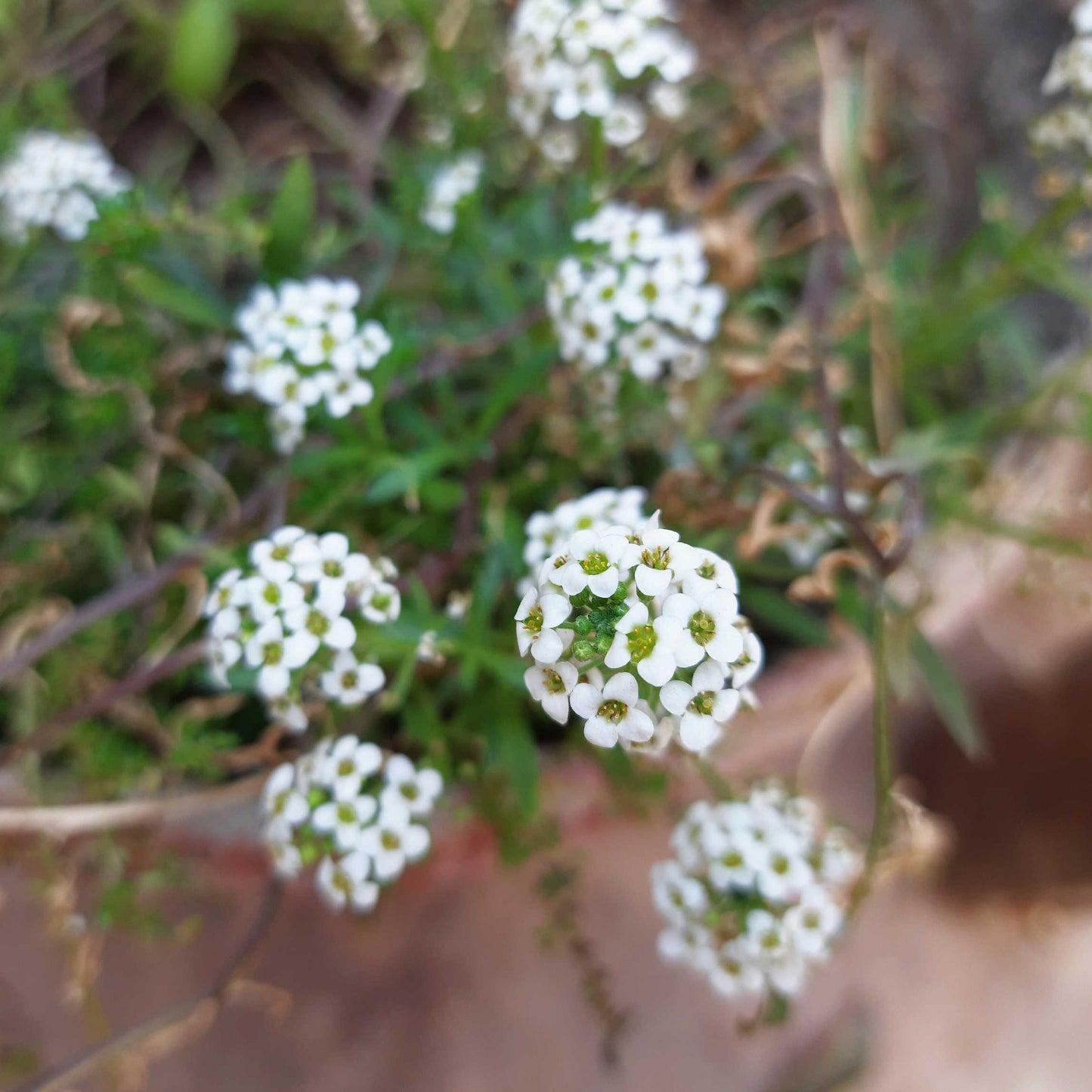100Pcs Alyssum Flower Seeds Pack